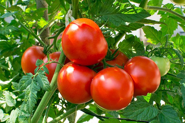 Fresh Tomatoes
